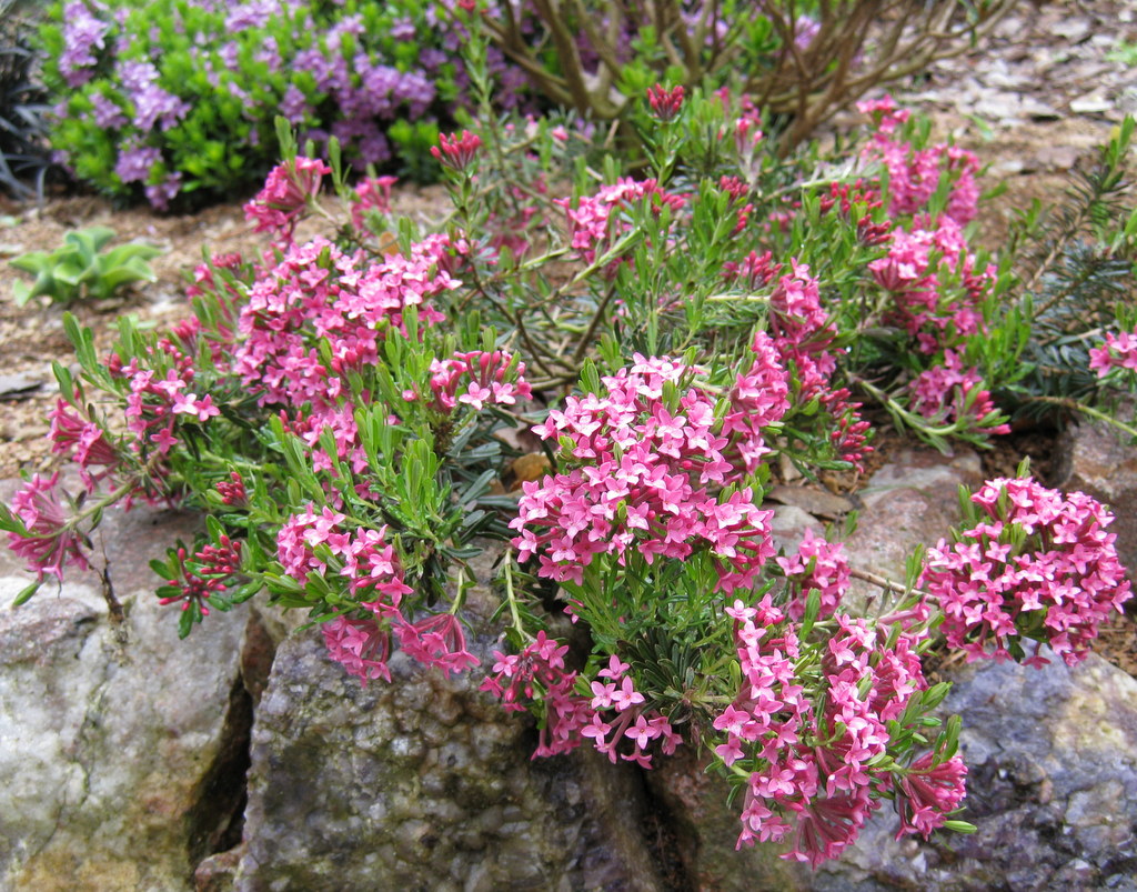 Daphne cneorum 'Benaco'